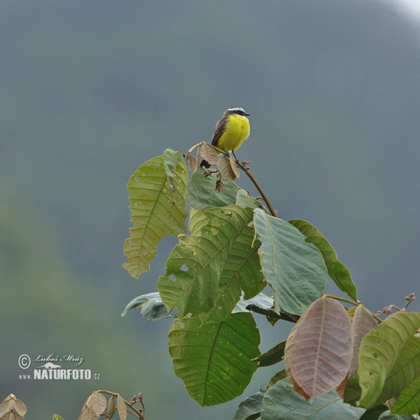 Rotscheitel-Maskentyrann (Myiozetetes similis)