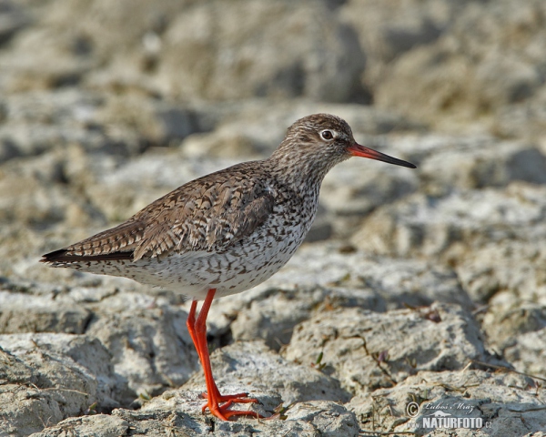 Rotschenkel (Tringa totanus)