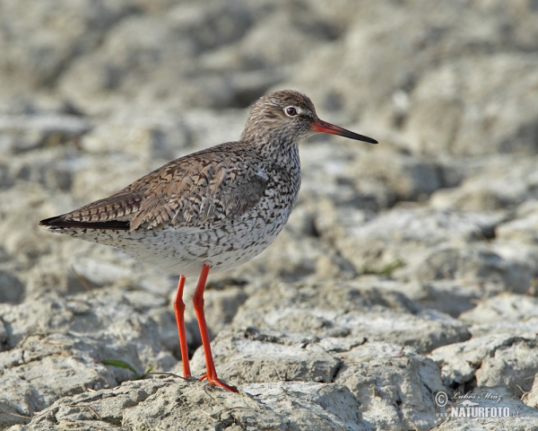 Rotschenkel (Tringa totanus)