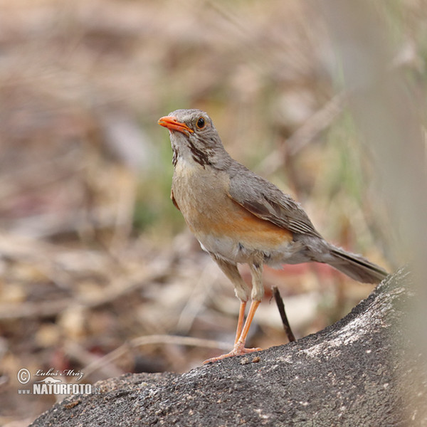 Rotschnabeldrossel (Turdus libonyana)