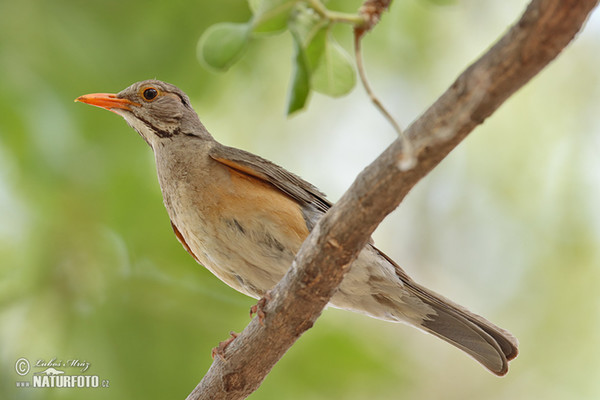 Rotschnabeldrossel (Turdus libonyana)