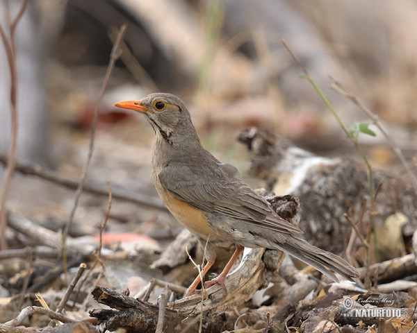 Rotschnabeldrossel (Turdus libonyana)