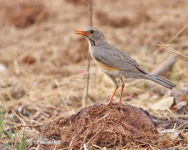 Rotschnabeldrossel (Turdus libonyana)