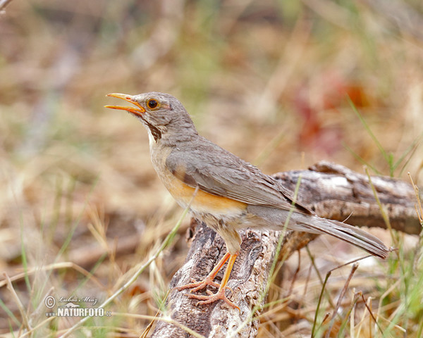 Rotschnabeldrossel (Turdus libonyana)