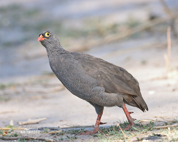 Rotschnabelfrankolin (Francolinus adspersus)