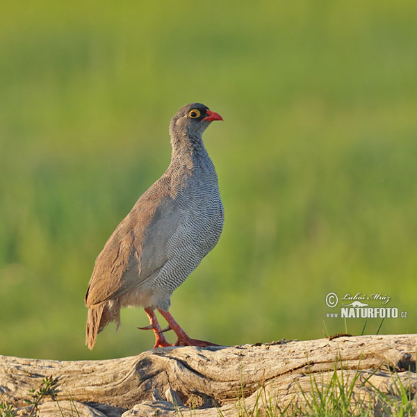 Rotschnabelfrankolin (Francolinus adspersus)