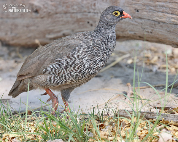 Rotschnabelfrankolin (Francolinus adspersus)