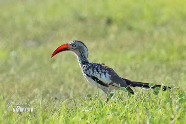 Rotschnabeltoko (Tockus erythrorhynchus)