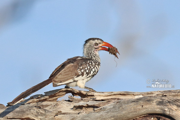 Rotschnabeltoko (Tockus erythrorhynchus)