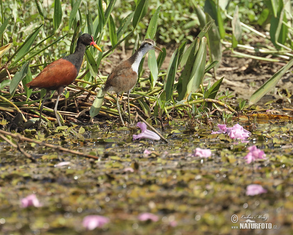 Rotstirn-Blatthühnchen (Jacana jacana)