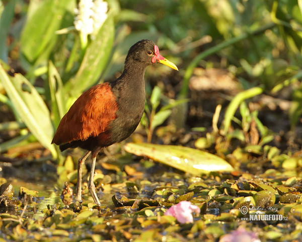 Rotstirn-Blatthühnchen (Jacana jacana)