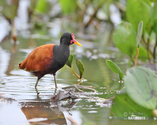 Rotstirn-Blatthühnchen (Jacana jacana)