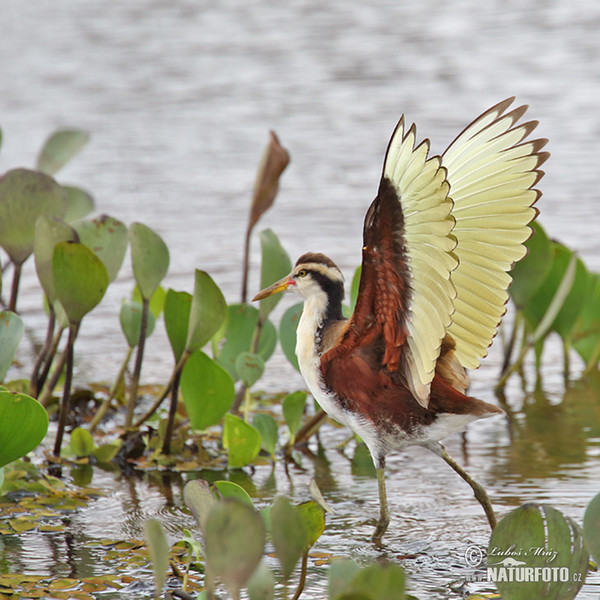 Rotstirn-Blatthühnchen (Jacana jacana)