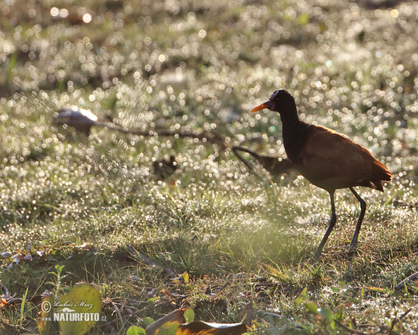 Rotstirn-Blatthühnchen (Jacana jacana)