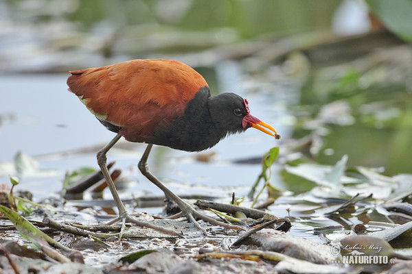 Rotstirn-Blatthühnchen (Jacana jacana)