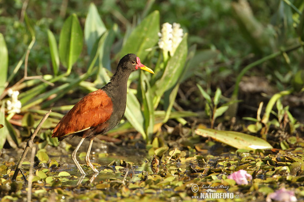 Rotstirn-Blatthühnchen (Jacana jacana)