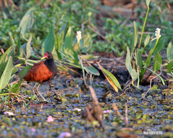 Rotstirn-Blatthühnchen (Jacana jacana)