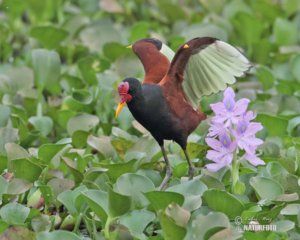 Rotstirn-Blatthühnchen (Jacana jacana)