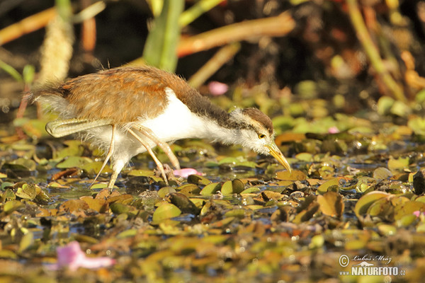 Rotstirn-Blatthühnchen (Jacana jacana)