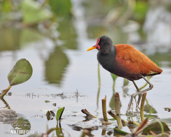 Rotstirn-Blatthühnchen (Jacana jacana)