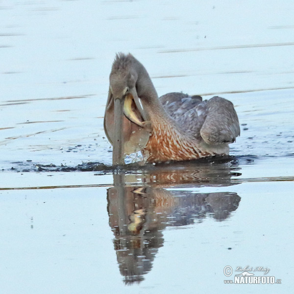 Roze pelikaan (Pelecanus onocrotalus)