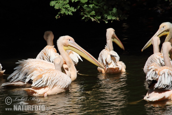 Roze pelikaan (Pelecanus onocrotalus)