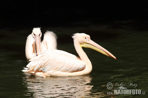 Roze pelikaan (Pelecanus onocrotalus)