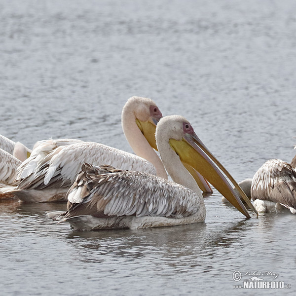 Roze pelikaan (Pelecanus onocrotalus)