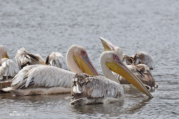 Roze pelikaan (Pelecanus onocrotalus)