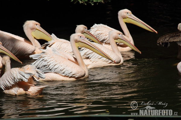 Roze pelikaan (Pelecanus onocrotalus)