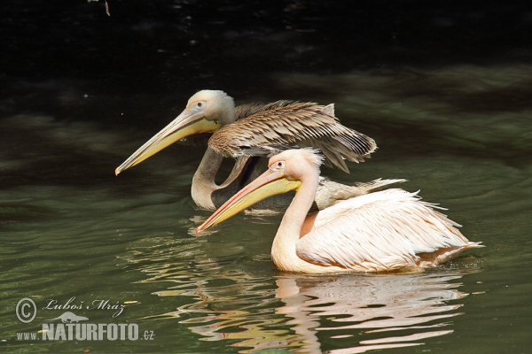 Roze pelikaan (Pelecanus onocrotalus)