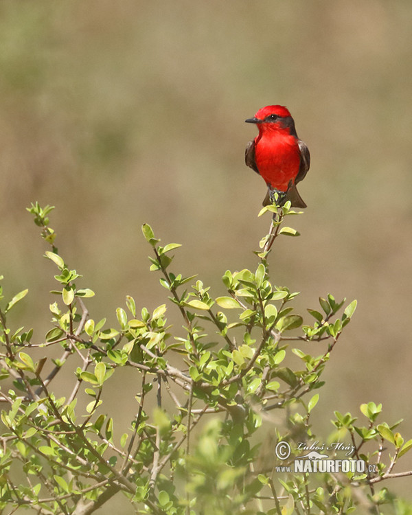 Rubintyrann (Pyrocephalus rubinus)