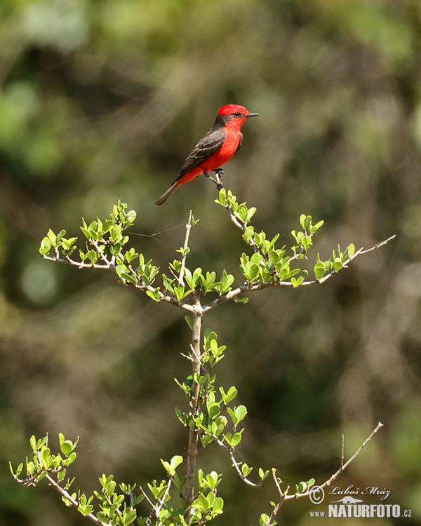 Rubintyrann (Pyrocephalus rubinus)