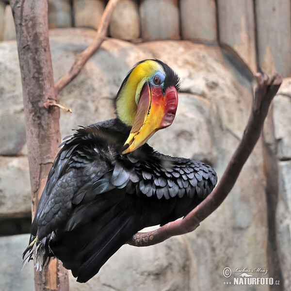 Runzelrornvogel (Rhabdotorrhinus corrugatus)