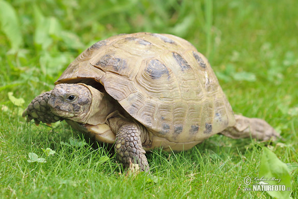 Russische Landschildkrote (Testudo horsfieldii)