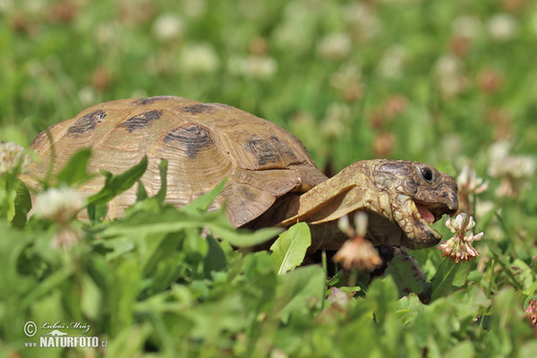 Russische Landschildkrote (Testudo horsfieldii)