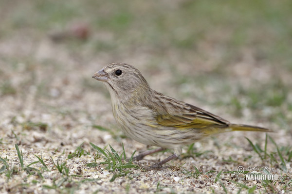 Safrangilbammer (Sicalis flaveola)