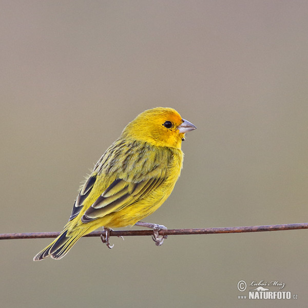 Safrangilbammer (Sicalis flaveola)