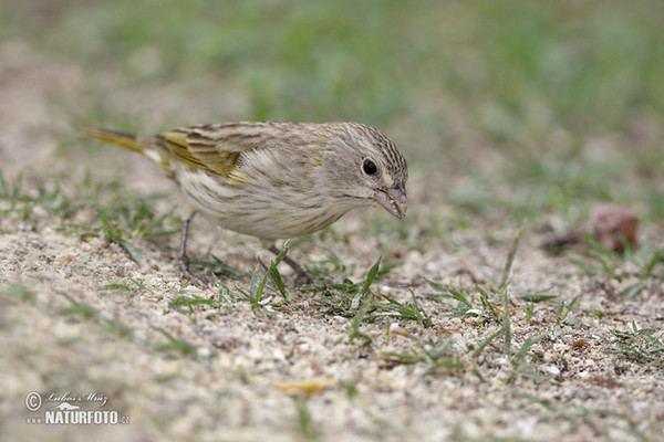 Safrangilbammer (Sicalis flaveola)