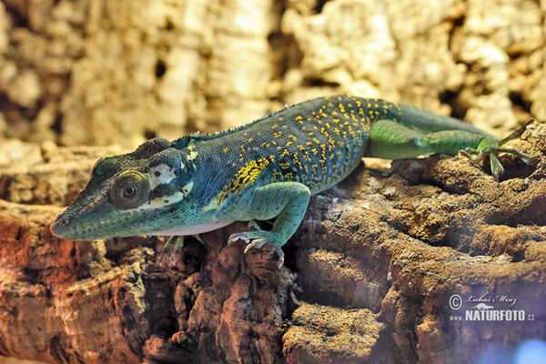 Salta Cocote (Anolis baracoae)