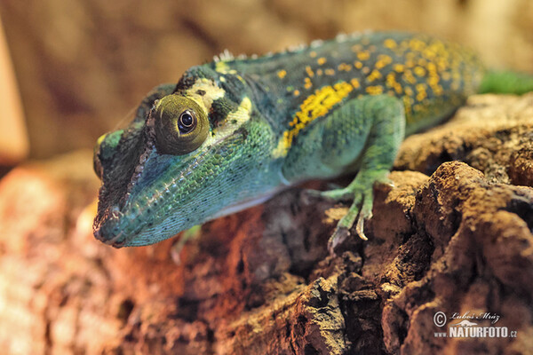 Salta Cocote (Anolis baracoae)