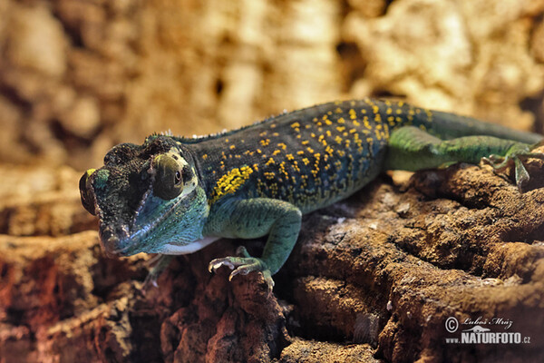 Salta Cocote (Anolis baracoae)