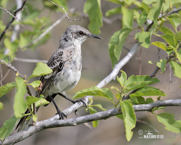 San-Cristóbal-Spottdrossel (Mimus melanotis)