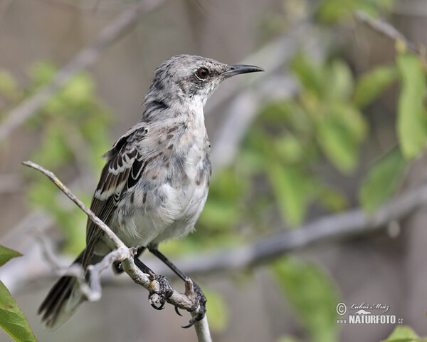 San-Cristóbal-Spottdrossel (Mimus melanotis)