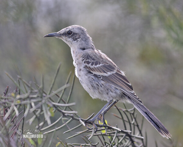 San-Cristóbal-Spottdrossel (Mimus melanotis)