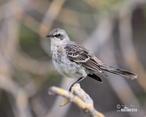 San-Cristóbal-Spottdrossel (Mimus melanotis)