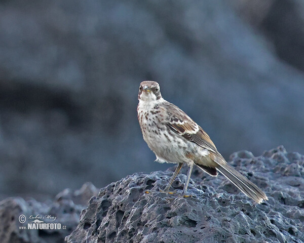 San-Cristóbal-Spottdrossel (Mimus melanotis)