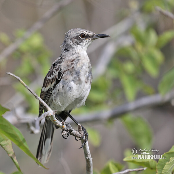 San-Cristóbal-Spottdrossel (Mimus melanotis)