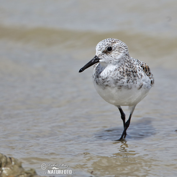 Sanderling (Calidris alba)