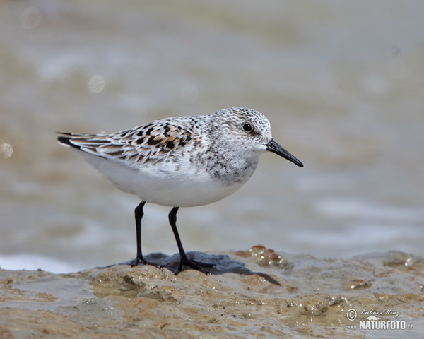 Sanderling (Calidris alba)